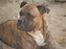 Amerikansk bulldog Baloo, 28/3  - Hvem mig? NYT 9/6 08