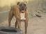 Amerikansk bulldog Baloo, 28/3  - Ihh det er altså varmt!!! NYT 9/6 08
