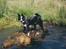 Border collie Indiana Jones "Indi" - RIP - Leg ved/i åen