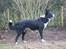 Border collie Indiana Jones "Indi" - RIP