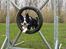 Border collie Indiana Jones "Indi" - RIP - Agilityhunden Indi