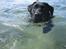 Labrador retriever *Freja* (Min MulMul) - Bare svømme, Bare svømme, Bare svømme,  svømme, svømme ud i det blå syng nu med  :P Fotograf: Mig (Anna 13 år)