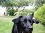 Labrador retriever *Freja* (Min MulMul) - Hehe HVAD? Fotograf: Mig (Anna 13 år)