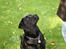 Labrador retriever *Freja* (Min MulMul) - Godbid? Fotograf: Mig (Anna 13 år)