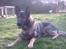 Schæferhund Wiliam (død)