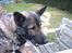 Schæferhund Wiliam (død)
