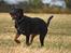 Rottweiler Tiny *18-12* - *Nyt* Tosafoto 