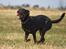 Rottweiler Tiny *18-12* - *Nyt* Tosafoto 