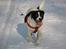 Blanding af racer Buster* R.I.P* - vinter 