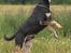 Blanding af racer Tyson *22/2-04 - 10/8-07* - Tosafoto... 