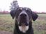 Blanding af racer Tyson *22/2-04 - 10/8-07* - Stolte Tyson... NYT