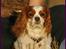 Cavalier king charles spaniel La`Fontaine`s Gizmo R.I.P - 30 august 08