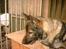 Schæferhund Wiliam (død)
