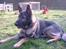 Schæferhund Wiliam (død)