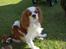 Cavalier king charles spaniel Mulle - er det ikk´ camaraet igen?