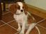 Cavalier king charles spaniel Mulle - Her er mulle 3 månede nååå hvor er han lille