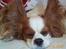 Cavalier king charles spaniel Mulle - Mulle med sine STORE øre!!! sød ikke??