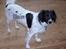 Dansk svensk gaardhund Freja  (24/6) - Ej nu gider jeg snart ikke de billeder mere! Jeg må hellere til at flygte...