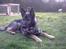 Schæferhund Wiliam (død)