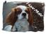 Cavalier king charles spaniel Mulle - Det er mit første billede jeg har sat ramme om!!! ..