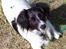 Dansk svensk gaardhund Freja  (24/6) - hundelejr 05
