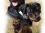 Rottweiler Tiny *18-12* - Flokken af *Tosafoto*