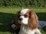 Cavalier king charles spaniel Mulle - hvad har du der ovre??..
