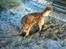 Nova scotia duck tolling retriever Leo
