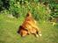 Nova scotia duck tolling retriever Leo