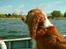 Cocker spaniel Rico - Elsker bare at sejle...