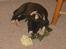 Amerikansk bulldog VBA's Kela R.I.P 2011 - Man er vel lidt romantisk anlagt..:-)
