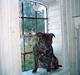 Staffordshire bull terrier tyson