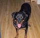 Rottweiler Kira