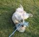 Irish softcoated wheaten terrier viktor
