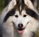 Siberian husky Dancer