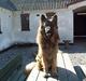 Schæferhund Svikmøllens Larus ( himmelhund )