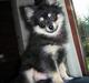 Pomeranian Rex