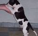 Amerikansk staffordshire terrier khao
