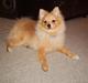 Pomeranian Danny