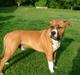 Amerikansk staffordshire terrier Arex