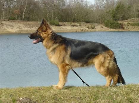 Schæferhund Slottes Sasja billede 4