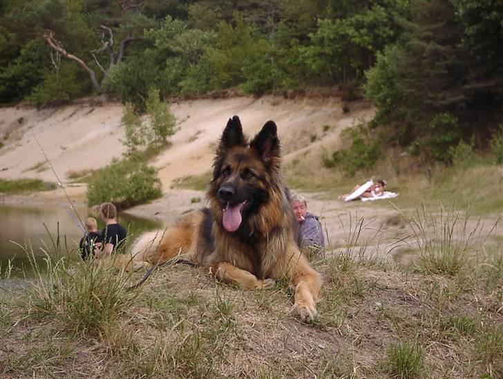 Schæferhund Slottes Sasja - 6-7 o8  billede 5