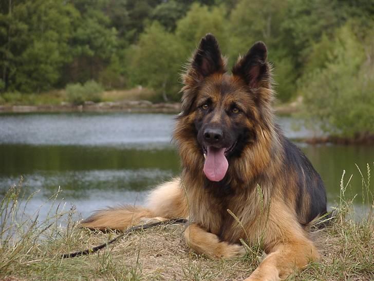 Schæferhund Slottes Sasja - 6-7 08 billede 7