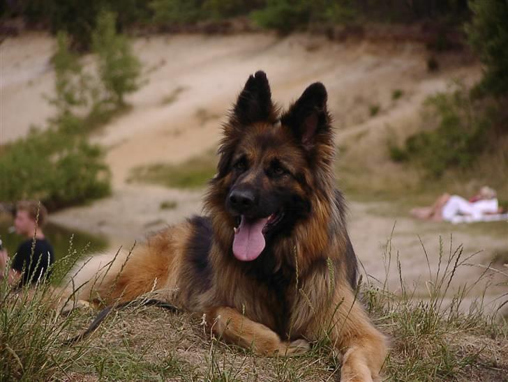 Schæferhund Slottes Sasja - 6-7 08 billede 8