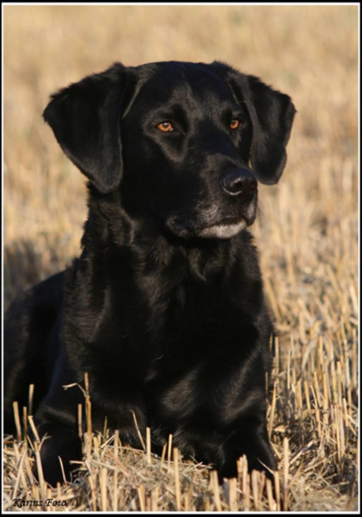 Blanding af racer Balder Himmelhund billede 5