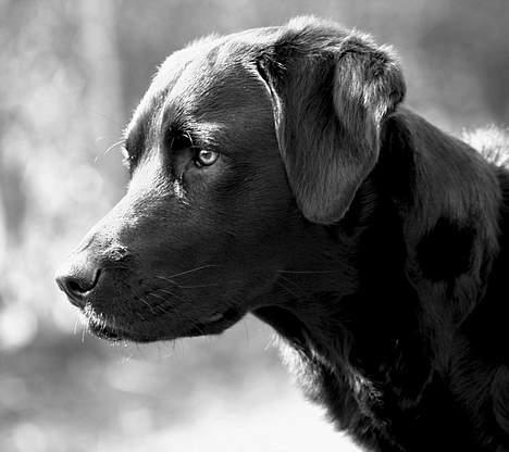 Blanding af racer Balder Himmelhund billede 2