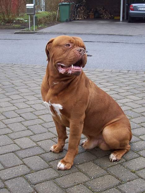 Dogue de bordeaux Valour R.I.P.  - Var der noget?? billede 1