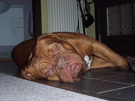 Dogue de bordeaux Valour R.I.P.  - Det er hårdt at være eftertragtet! billede 2