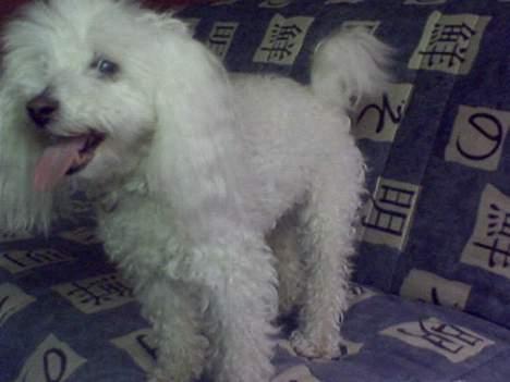 Dværgpuddel Buffi billede 1