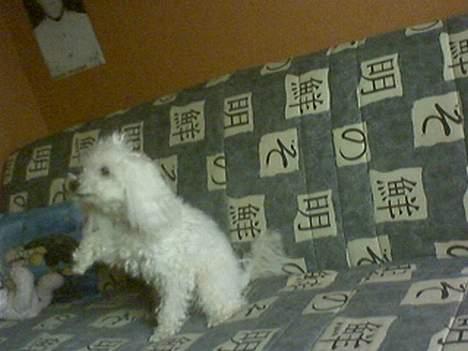 Dværgpuddel Buffi billede 3